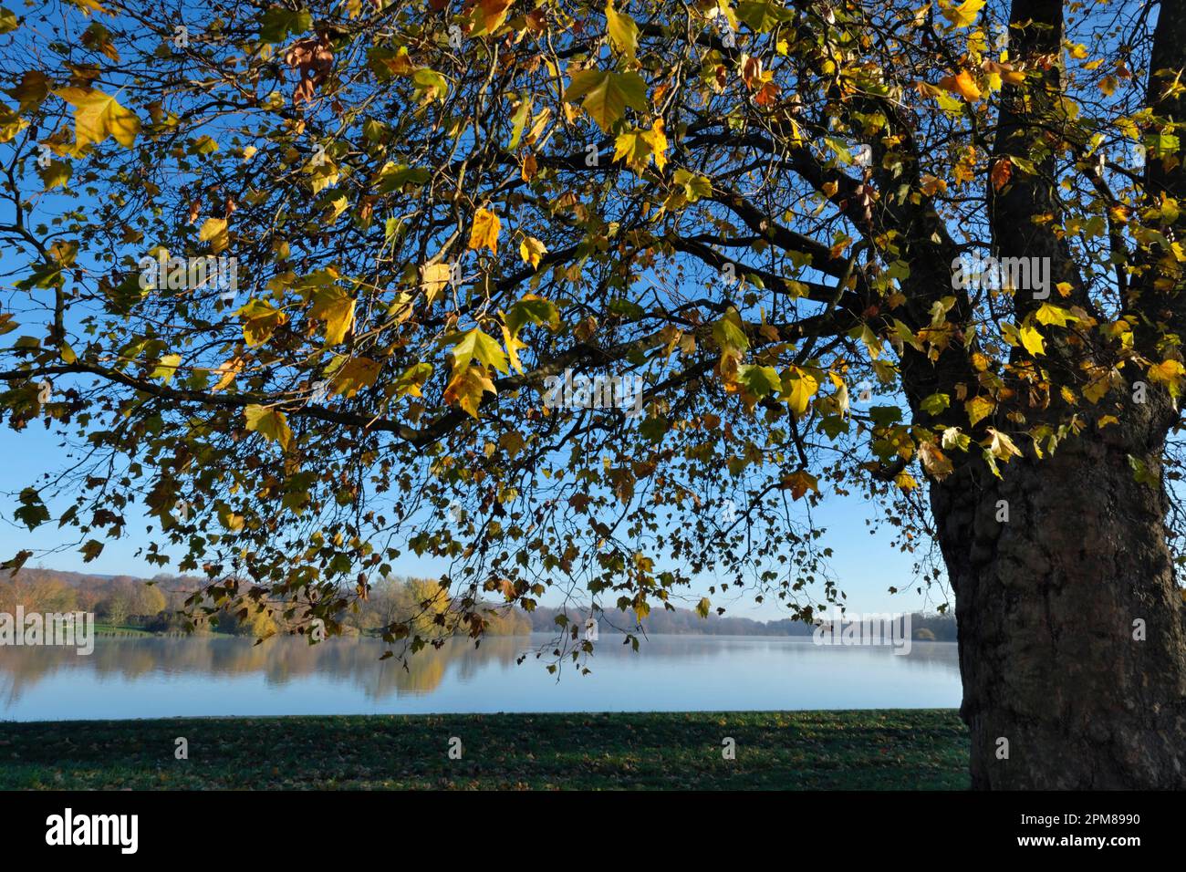 Francia, territorio di Belfort, Belfort, Etang des Forges, platano (Platanus x acerifolia), circonferenza 6,50 m, altezza 30 m. Foto Stock