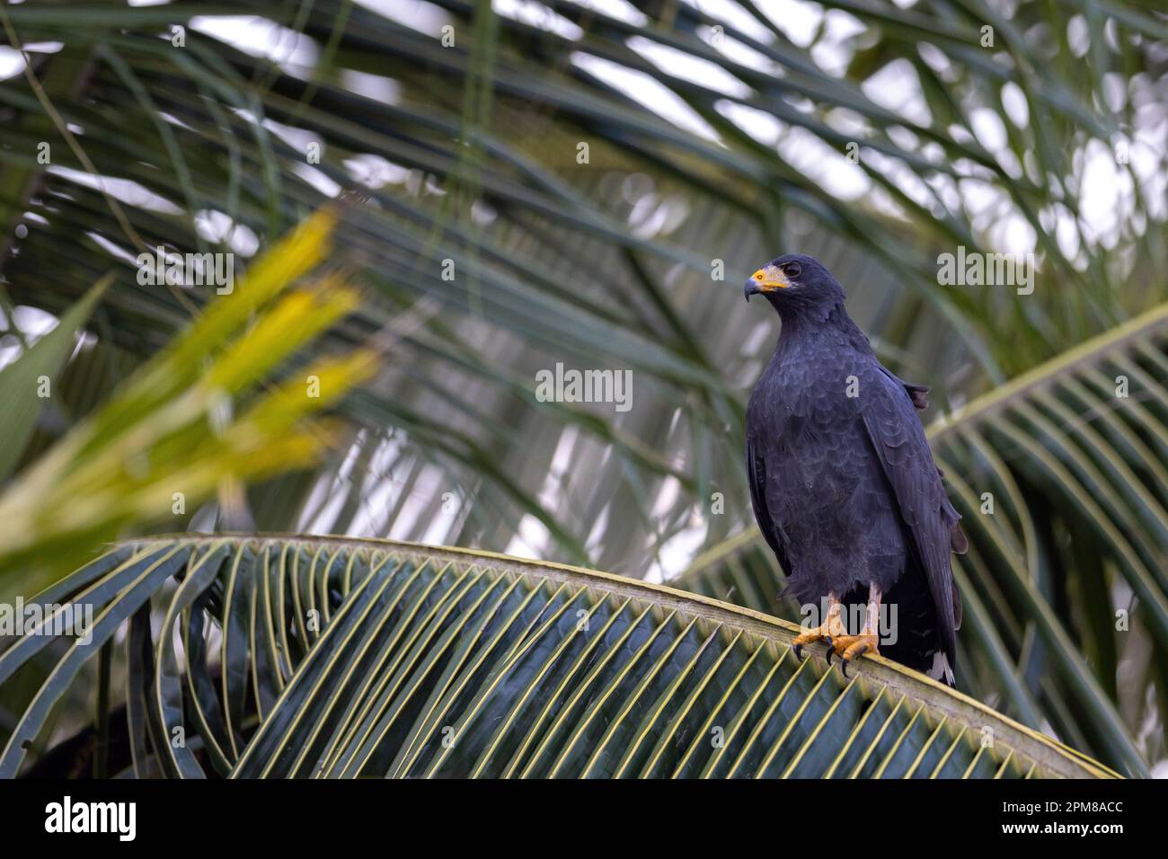 Costa Rica, Provincia di Limon, Parco Nazionale di Tortuguero, Buzzard Nero (Buteogallus anthracinus) Foto Stock