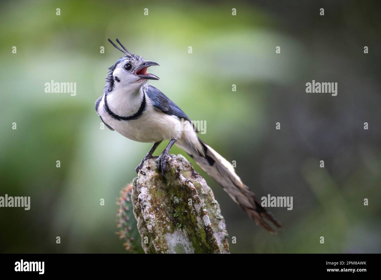 Costa Rica, Provincia di Alajuela, Jay (Calocitta formosa) Foto Stock