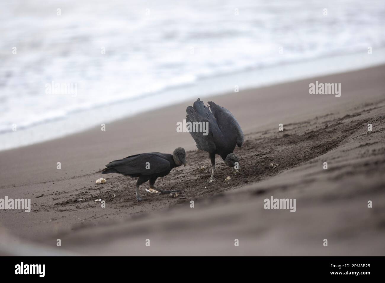 Costa Rica, Provincia di Limon, Parco Nazionale di Tortuguero, avvoltoio Nero (Coragyps atratus) Foto Stock