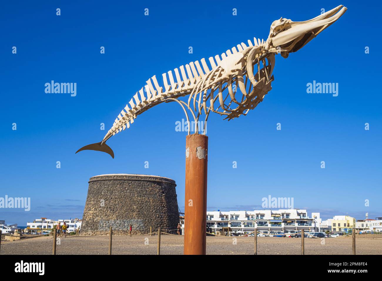 Spagna, Isole Canarie, Fuerteventura, El Cotillo, scheletro di una balena dal becco di Cuvier o di una balena dal becco d'oca (Ziphius cavirostris) bloccata sull'isola nel 2004, Castillo El Toston sullo sfondo Foto Stock