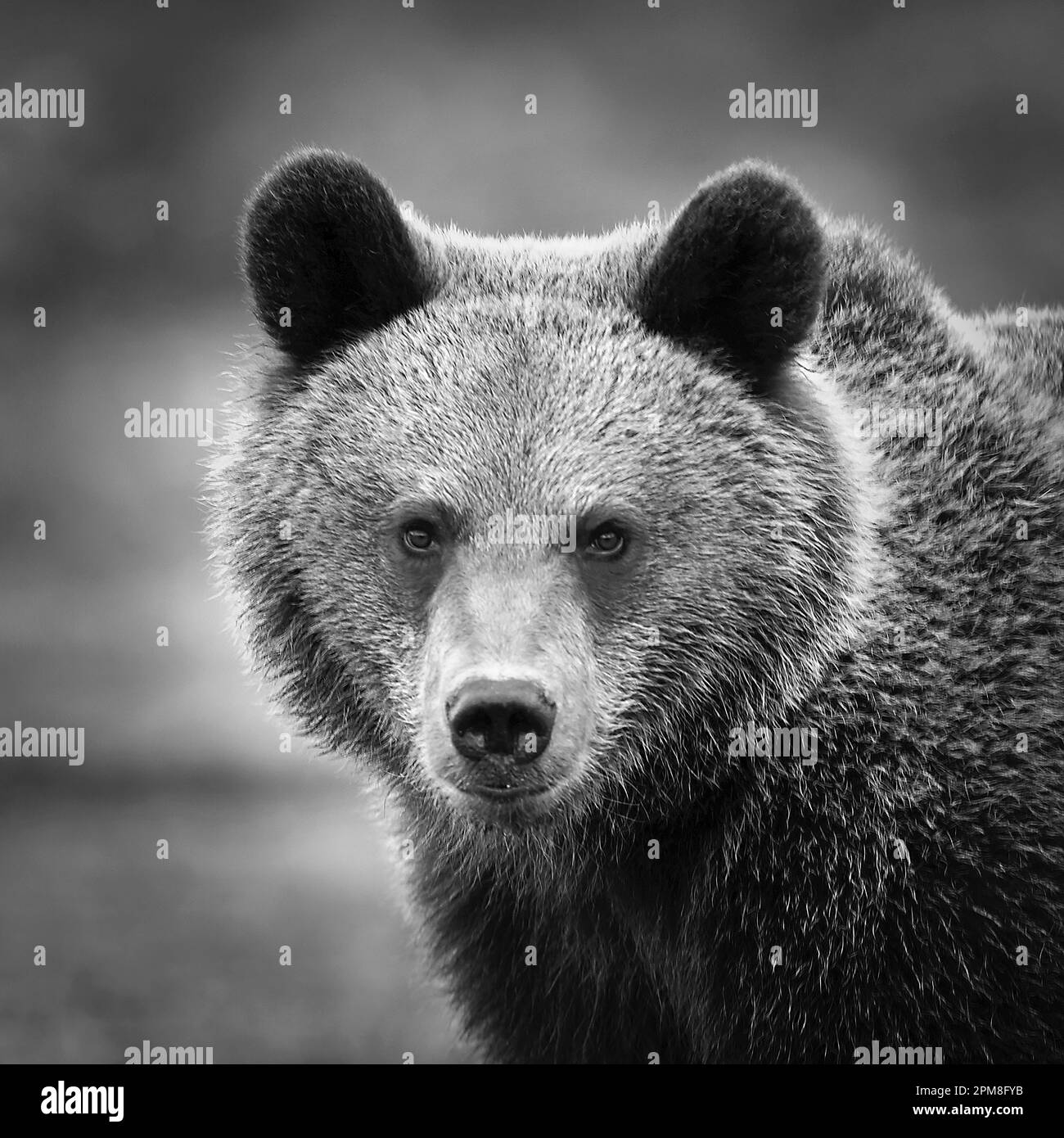 Finlandia, Ruhtinansalmi, vicino a Suomussalmi, orso bruno. Ursus arctos. Immagine in bianco e nero. Immagine in bianco e nero. Foto Stock