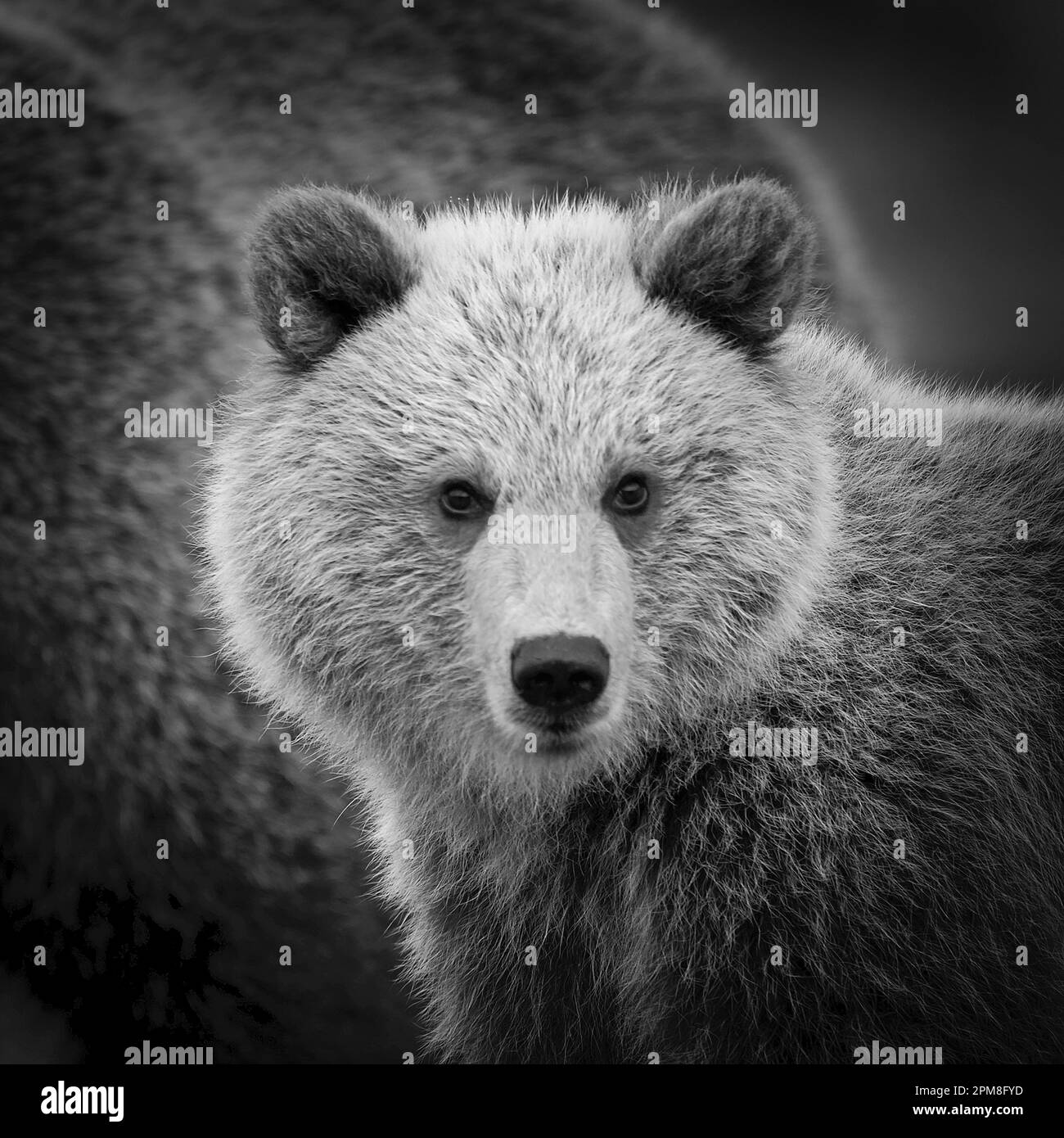 Finlandia, Ruhtinansalmi, vicino a Suomussalmi, orso bruno. Ursus arctos. Cub. Immagine in bianco e nero. Foto Stock