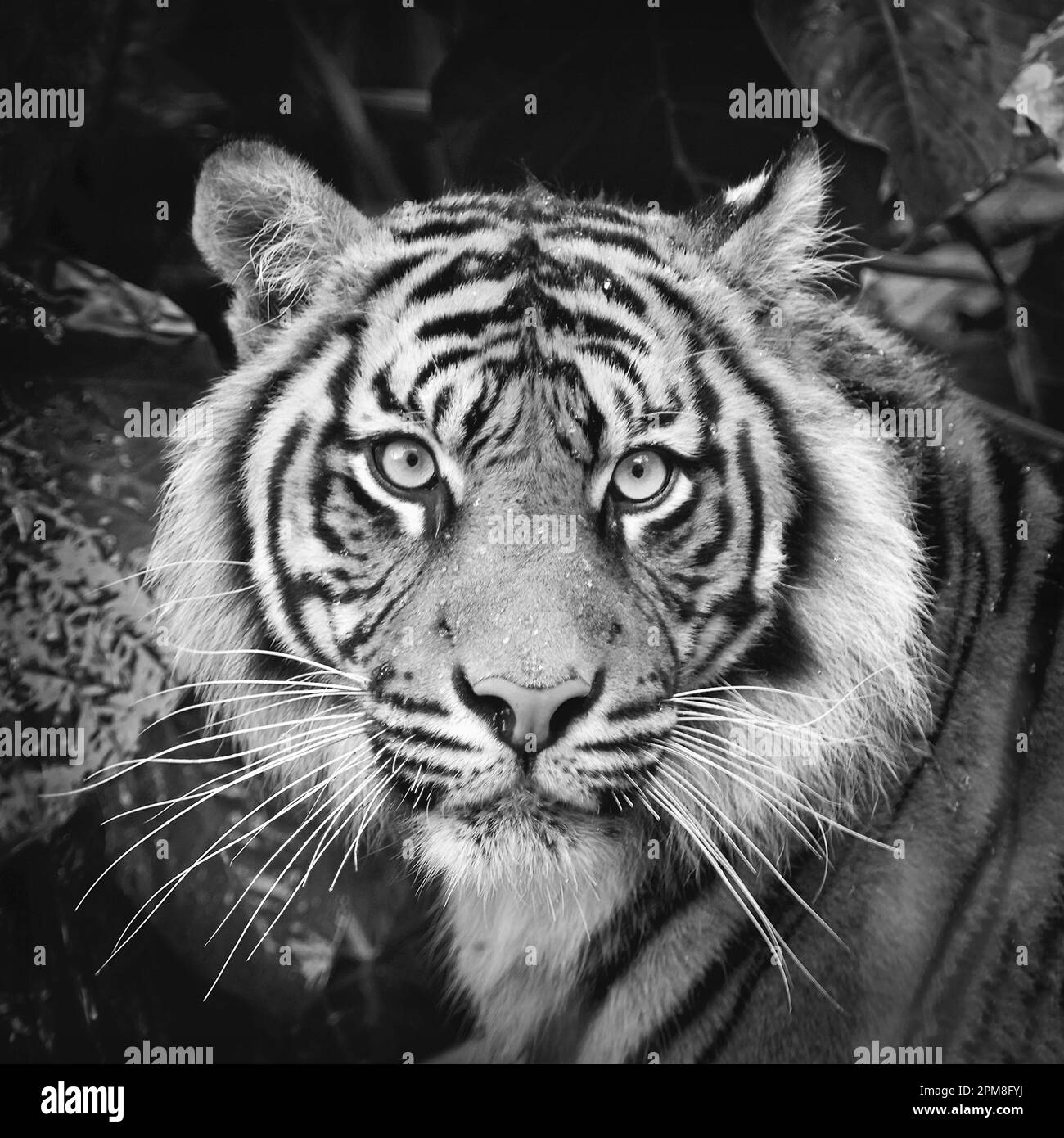Indonesia, Surabaya, Java, Surabaya Zoo, Sumatran Tiger, Phantera Tigris Sumatrae. Immagine in bianco e nero. Foto Stock