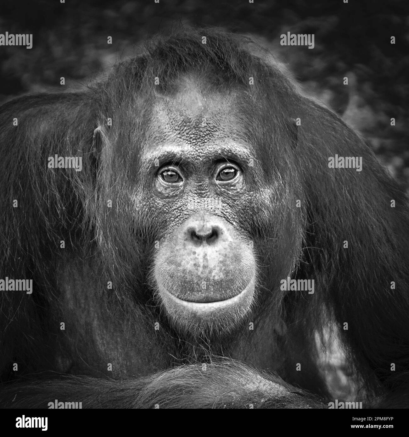 Indonesia, Surabaya, Java, Surabaya Zoo, Orang Utan, Pongo P. Pygmeus. Immagine in bianco e nero. Foto Stock