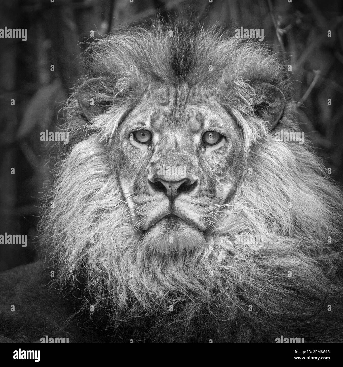 Sudafrica, Johannesburg, Leone, maschio, in cattività (Panthera Leo). Immagine in bianco e nero. Foto Stock