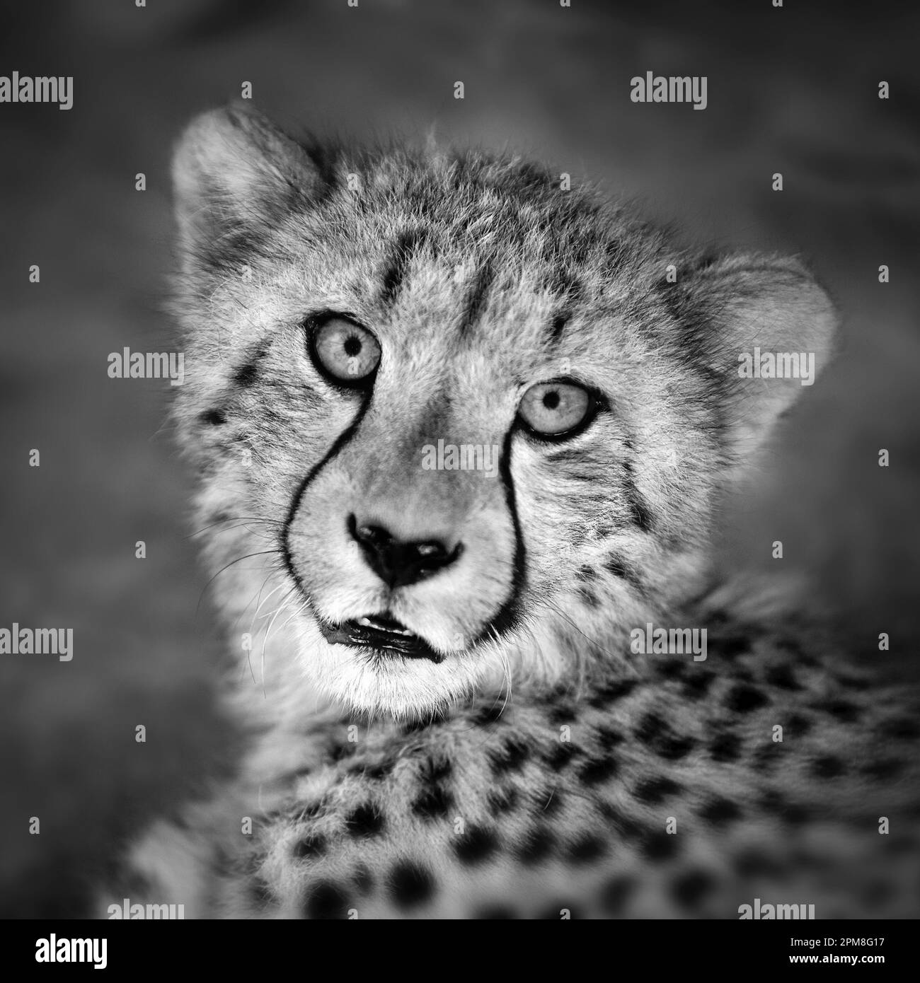 Sudafrica, Pretoria, Cheetah (Acionyx jubatus). Prigionia. Immagine in bianco e nero. Foto Stock