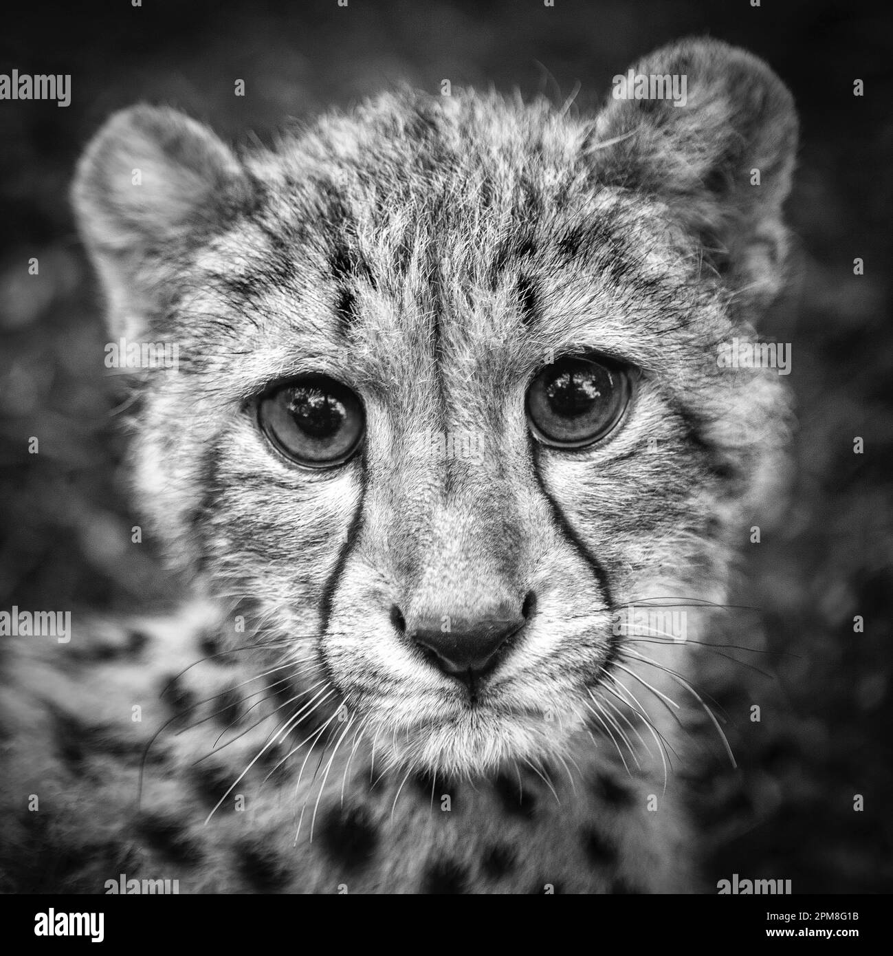 Sudafrica, Pretoria, Cheetah, Acionyx jubatus. Cucciolo di 5 mesi. Prigionia. Immagine in bianco e nero. Foto Stock