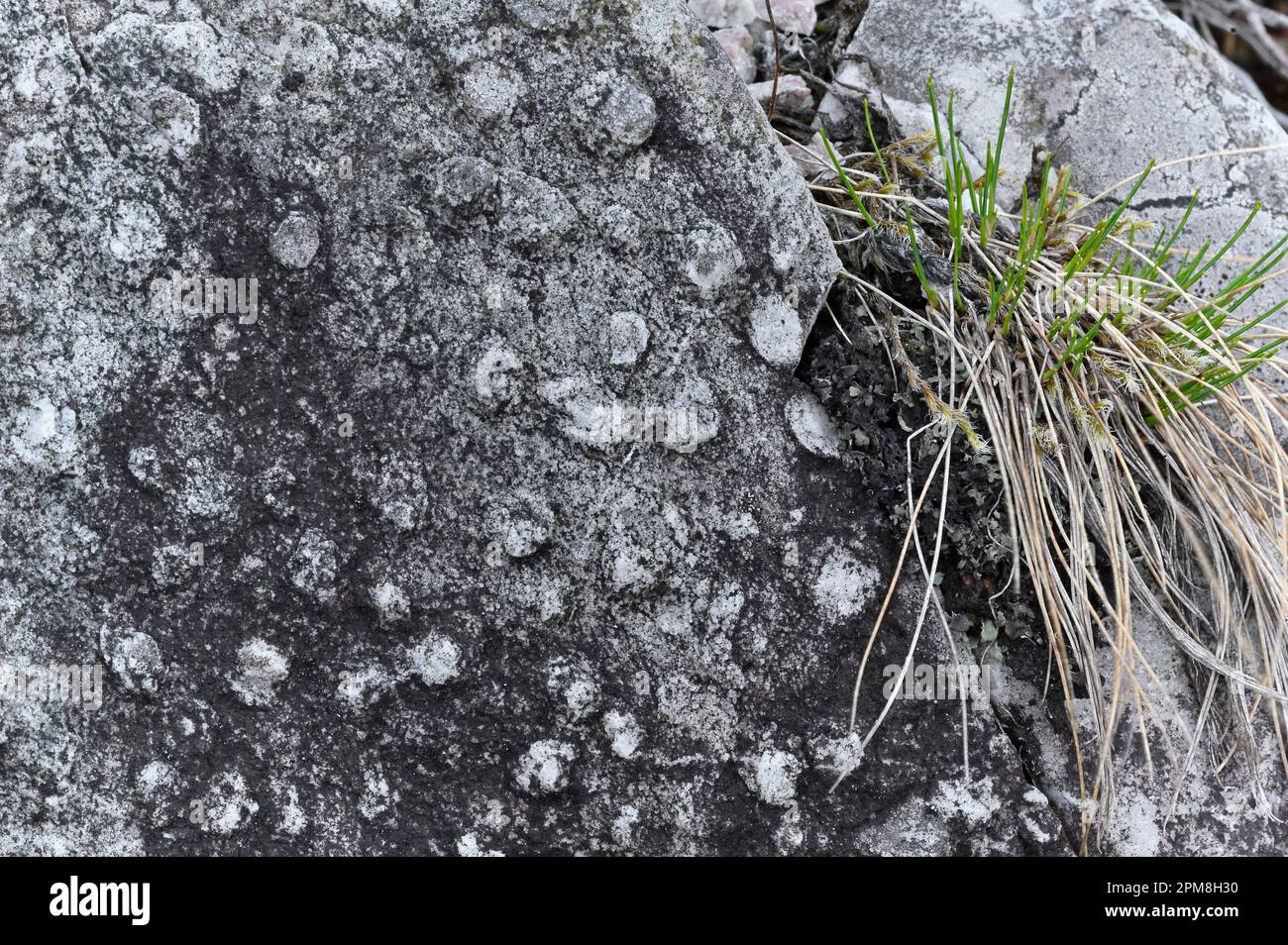 'Pipe Rock / Trumpet Rock, fossili delle cime di cunicoli verticali di una creatura tubing-habiting verme-like in pietra arenaria di quarzo, periodo Cambriano Foto Stock