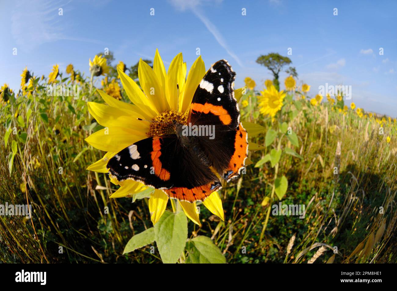 Ammiraglio rosso Butterfly (Vanessa atalanta) su girasole in striscia di conservazione piantata al confine con il campo arabile, Berwickshire, Scozia, settembre 2007 Foto Stock