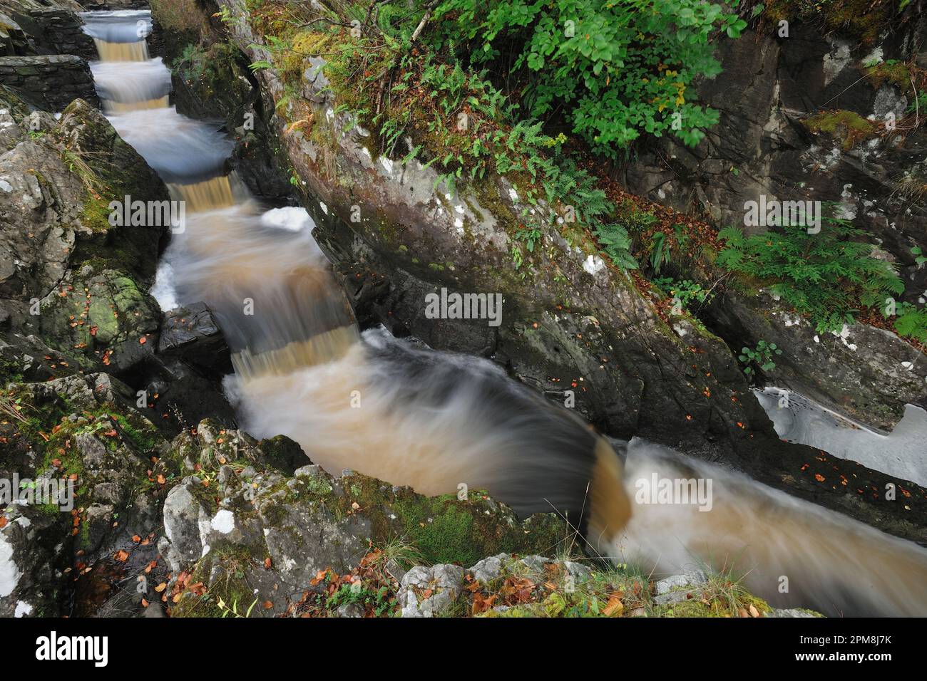 Scala dei salmoni intorno alle cascate Rogie sul fiume Black Water, Ross-shire, Scozia, ottobre 2014 Foto Stock