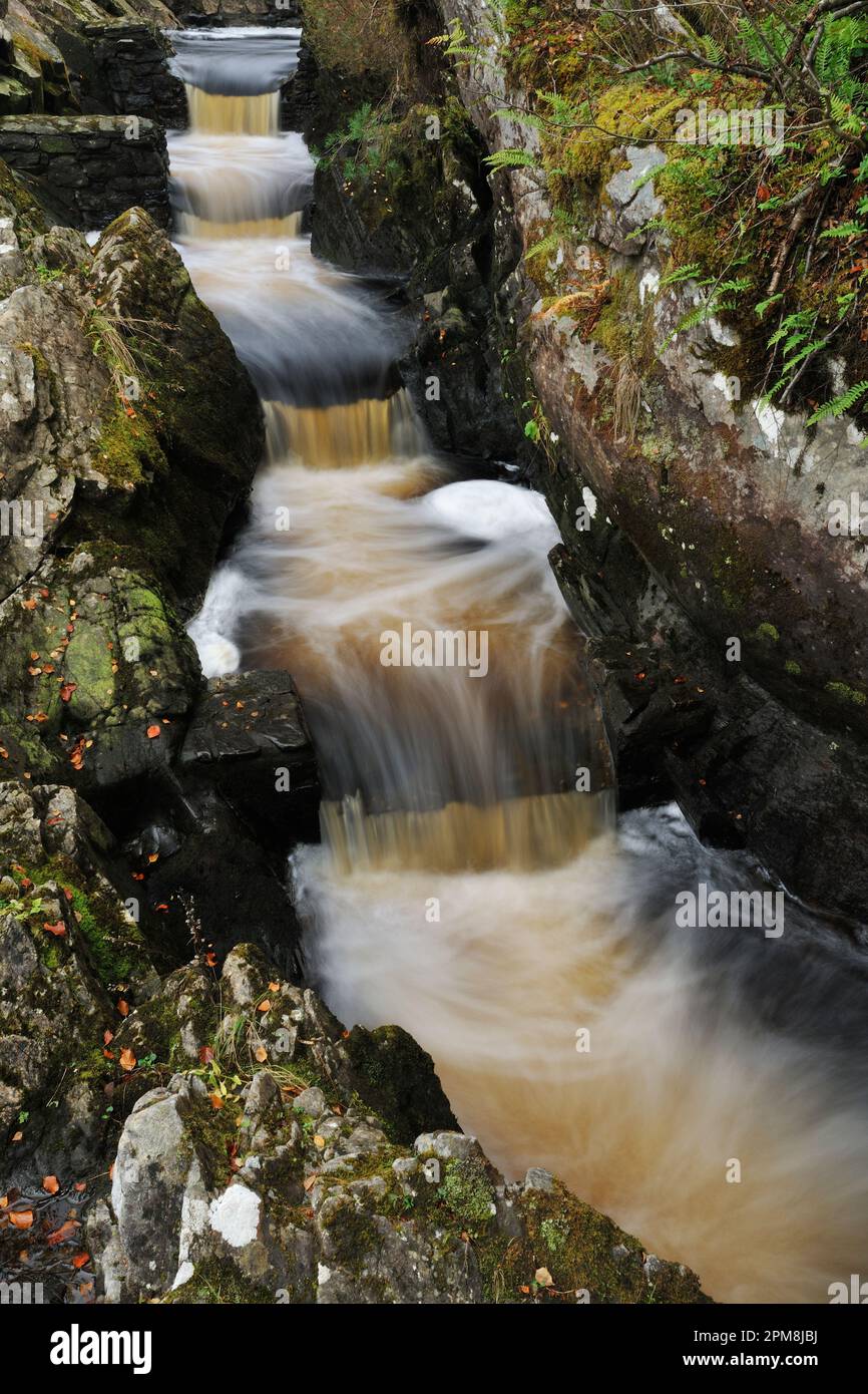 Scala dei salmoni intorno alle cascate Rogie sul fiume Black Water, Ross-shire, Scozia, ottobre 2014 Foto Stock