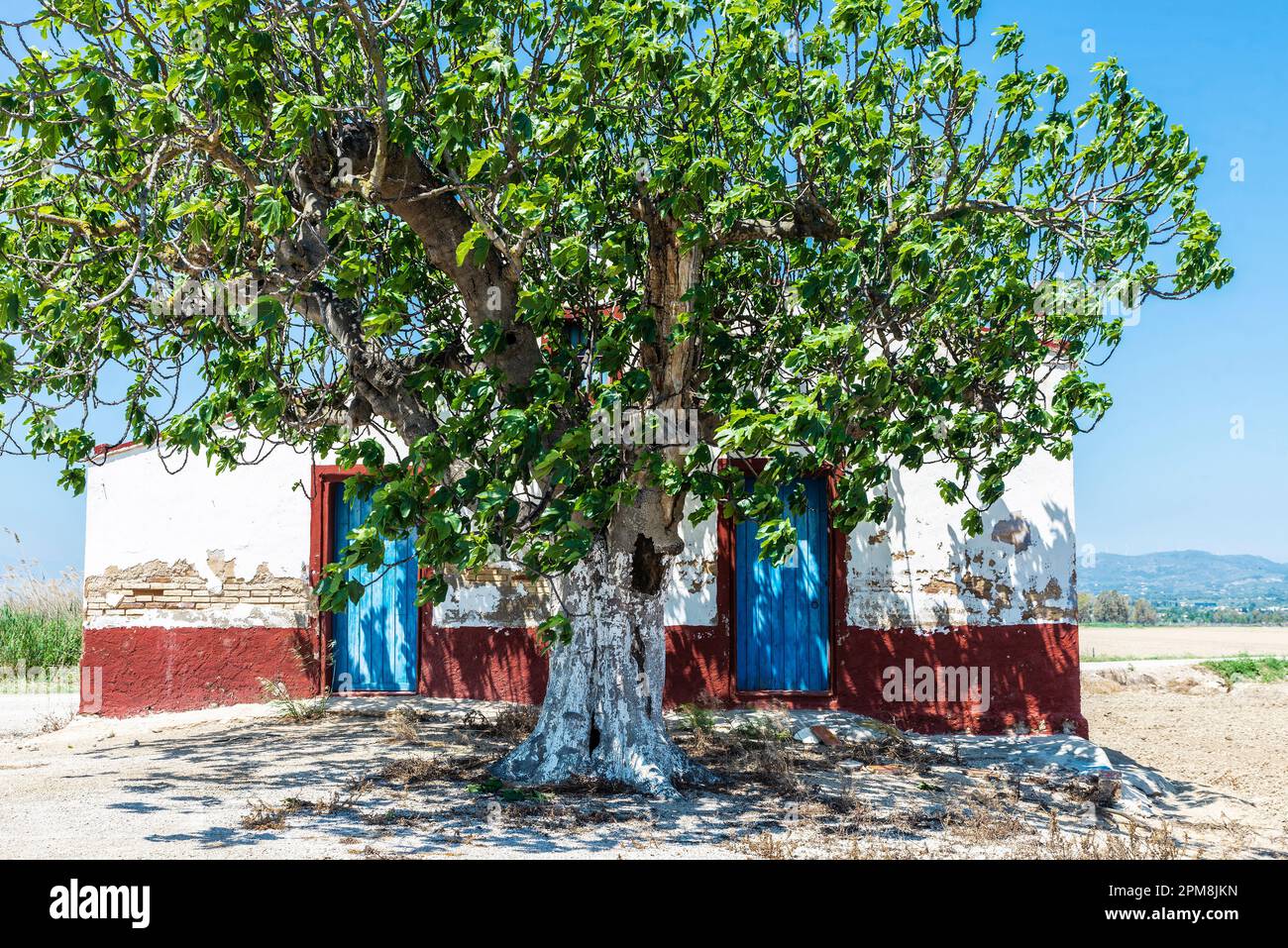 Antica casa colonica rustica o frutteto con un albero nelle risaie del Parco Naturale del Delta dell'Ebro, Tarragona; Catalogna; Spagna Foto Stock