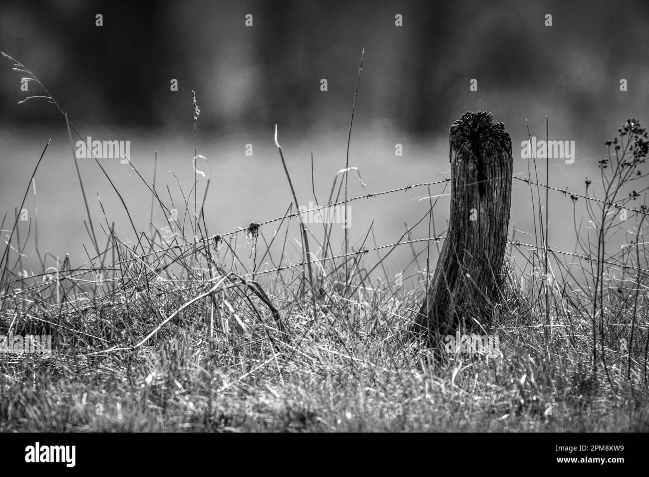 Un vecchio recinto di legno su un prato Foto Stock