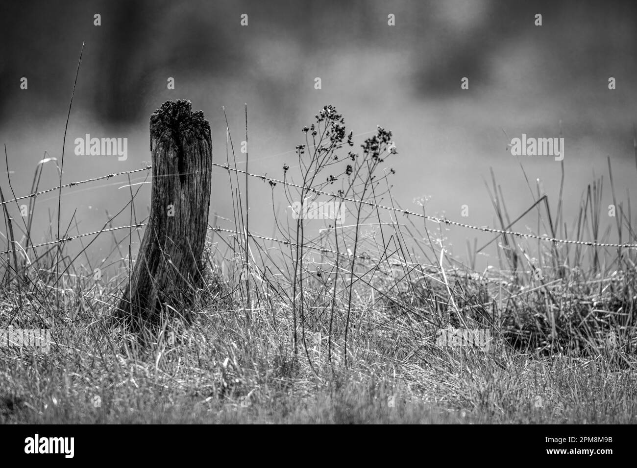 Un vecchio recinto di legno su un prato Foto Stock
