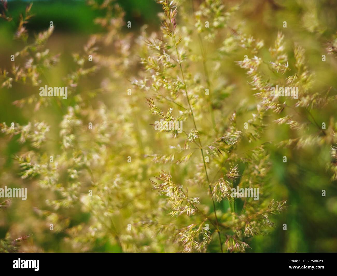 Agrostis capillaris, il comune piegato, coloniale piegato, o browntop, la famiglia di erba. Astratto sfondo natura Foto Stock