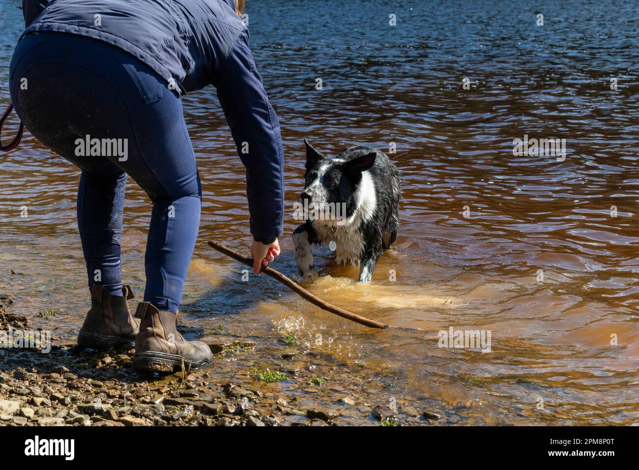 Una giovane donna che gioca con il suo cane Collie di confine in un lago nella campagna inglese. Foto Stock