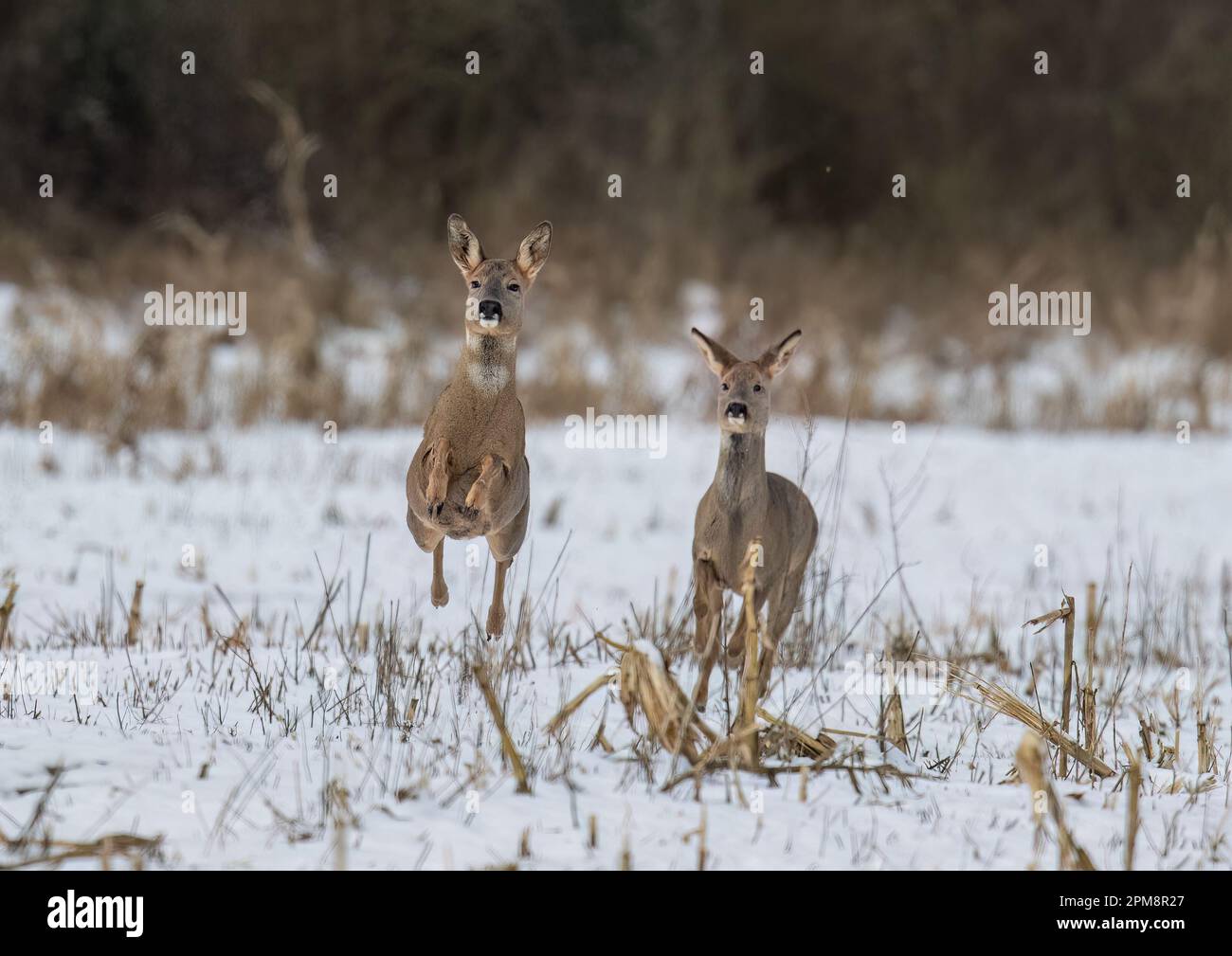 Un colpo comico di un paio di caprioli (Capreolus capreolus) che saltellano e delimitano i campi innevati di una Fattoria Suffolk . REGNO UNITO Foto Stock