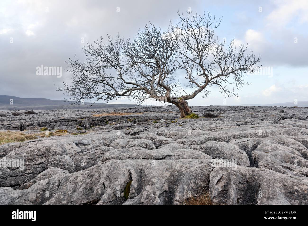 Albero che cresce da un pavimento di pietra calcarea, Twisleton, Yorkshire Dales, Regno Unito Foto Stock