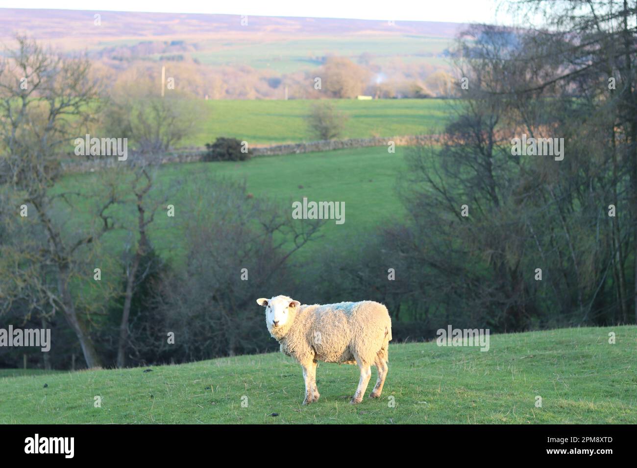 Primo piano di una pecora in un campo verde sotto il sole Foto Stock