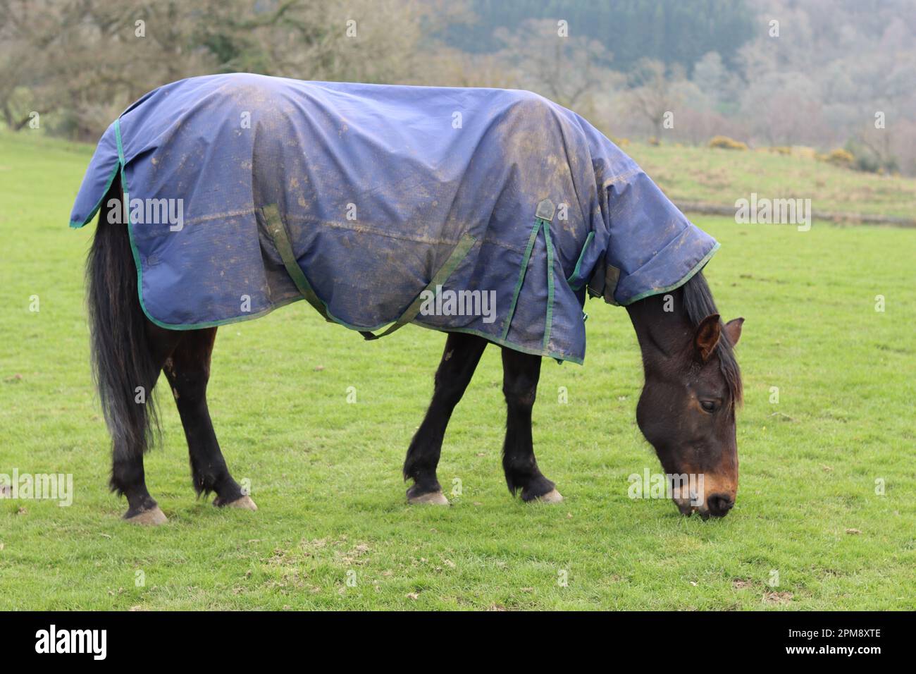 Cavallo che indossa una coperta che pascolano in un campo erboso Foto Stock