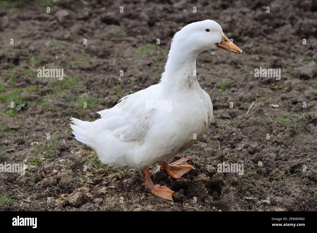 Anatra bianca in un cortile da vicino Foto Stock