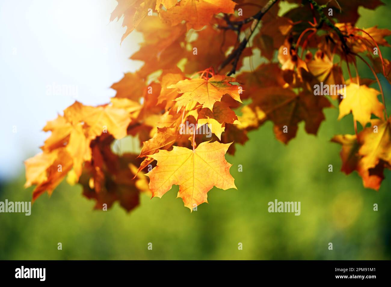 Herbstlich verfärbte Ahornblätter, Herbstzeit Foto Stock