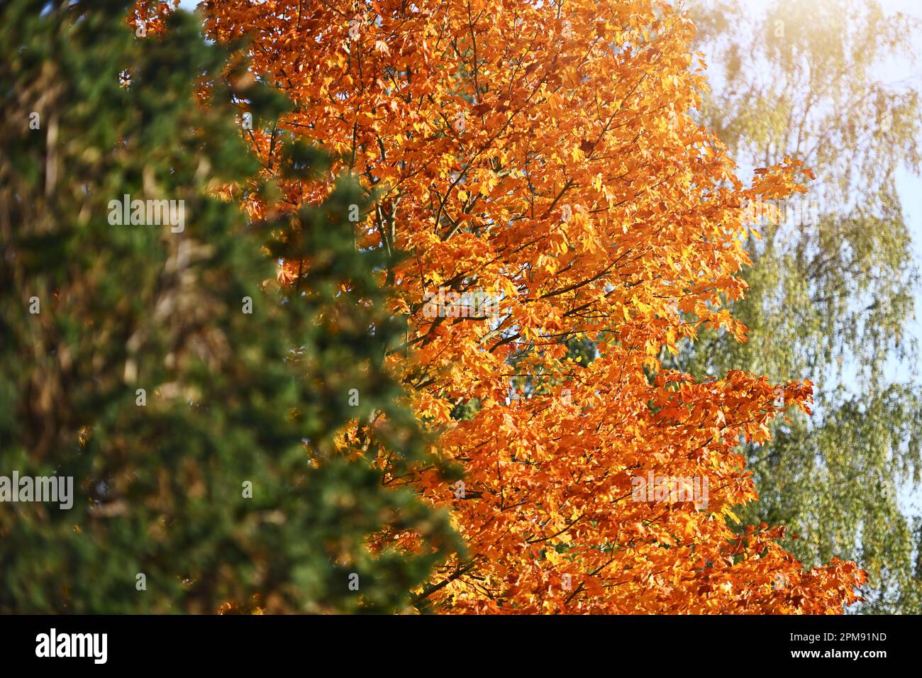 Herbstlich verfärbte Ahornblätter, Herbstzeit Foto Stock
