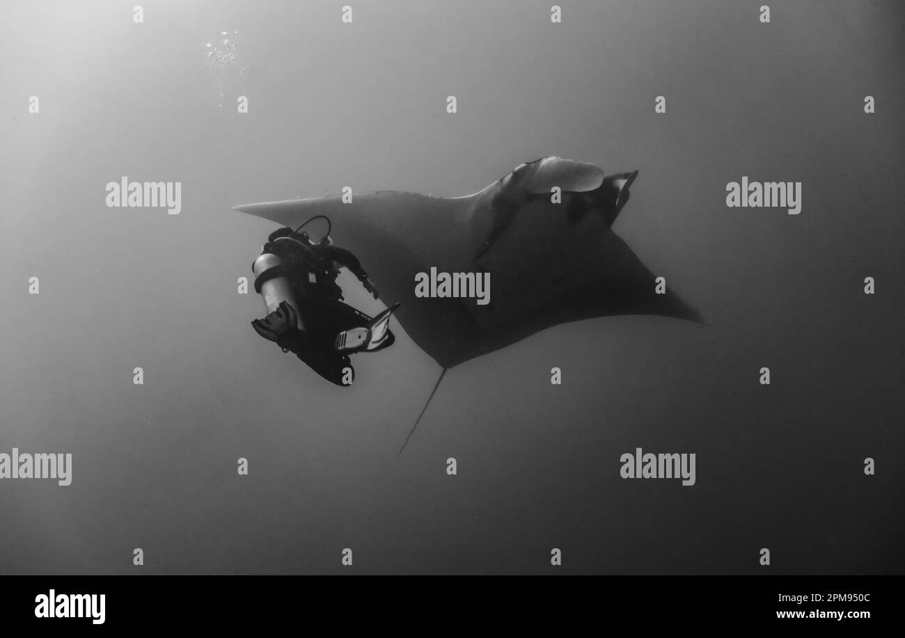 Un'immagine in scala di grigi di un subacqueo e di una manta a raggi sott'acqua. Foto Stock