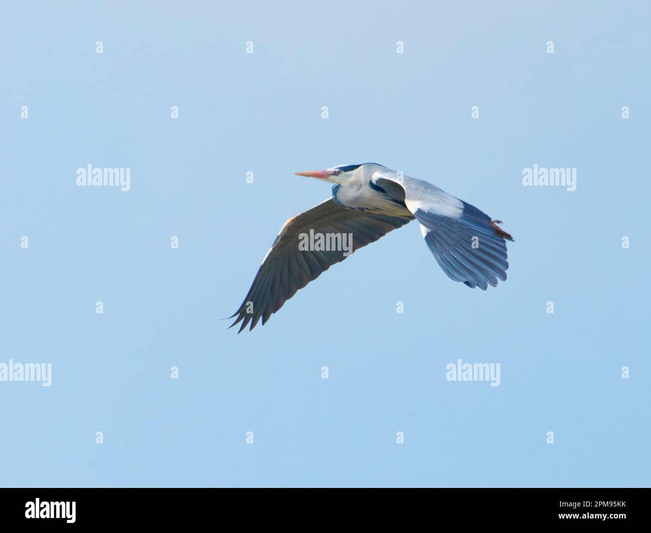 Grey Heron - in volo Ardea cinerea Essex,UK BI036054 Foto Stock