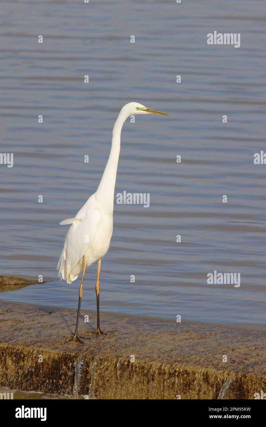 Grande Egret Bianco - pesca Ardea alba Essex, UK BI036055 Foto Stock