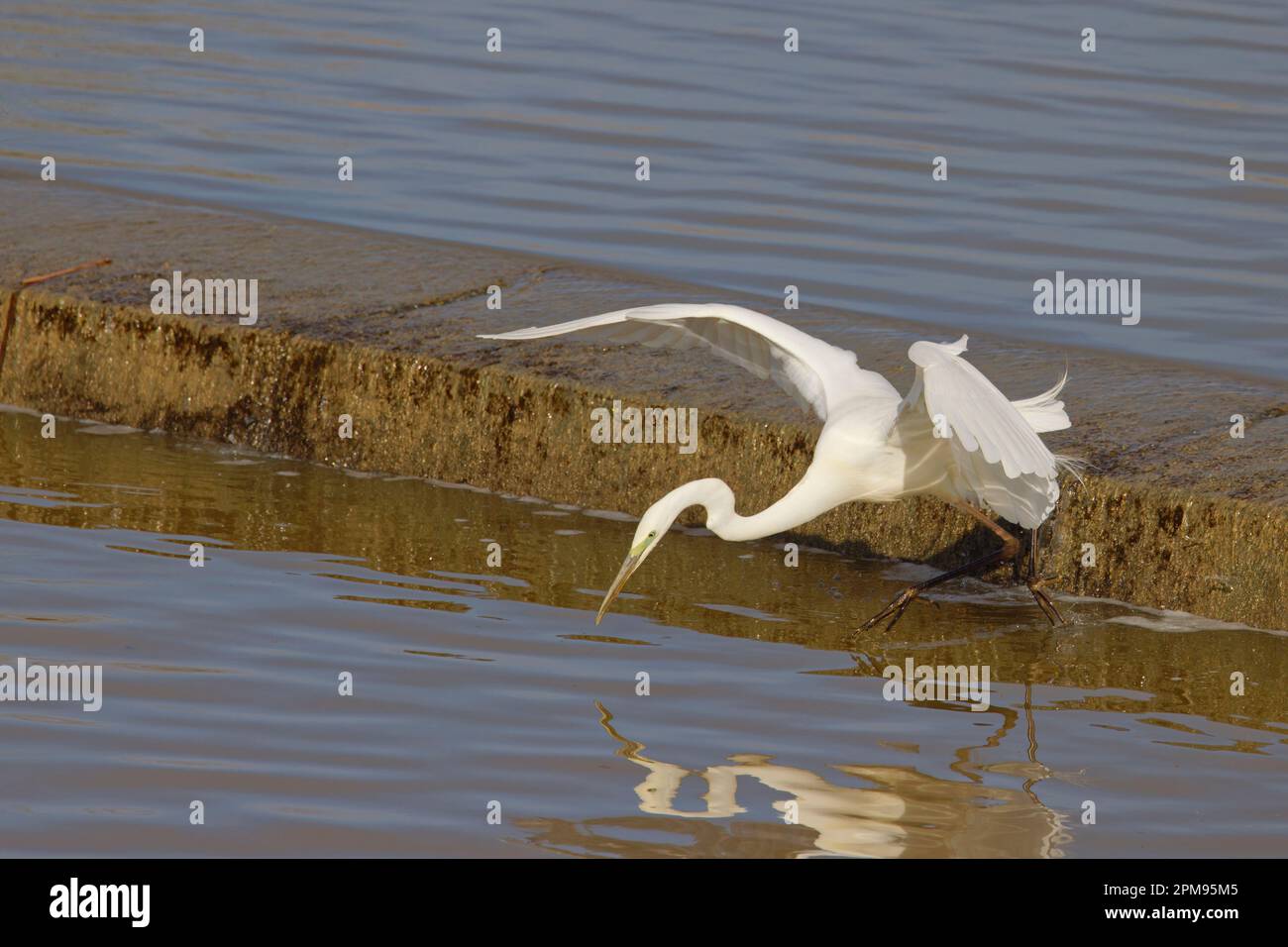 Grande Egret Bianco - pesca Ardea alba Essex, UK BI036063 Foto Stock