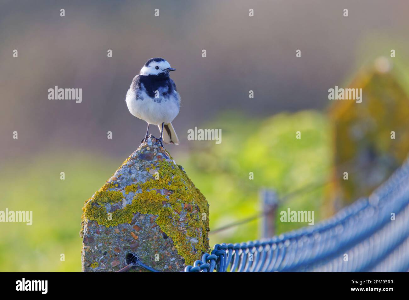 Pied Wagtail Motacilla alba Essex, UK BI036072 Foto Stock