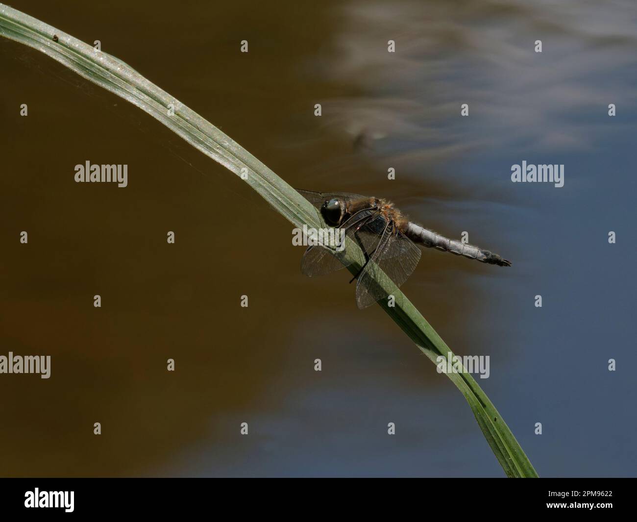 Scarce Chaser Libellula fulva Grande Leighs, Essex IN003547 Foto Stock