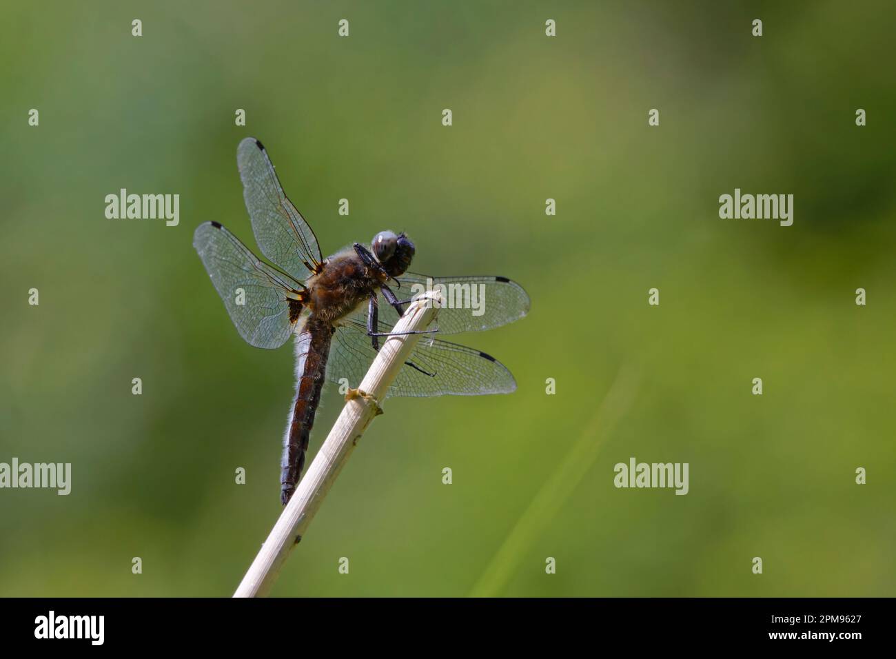 Scarce Chaser Libellula fulva Grande Leighs, Essex IN003552 Foto Stock