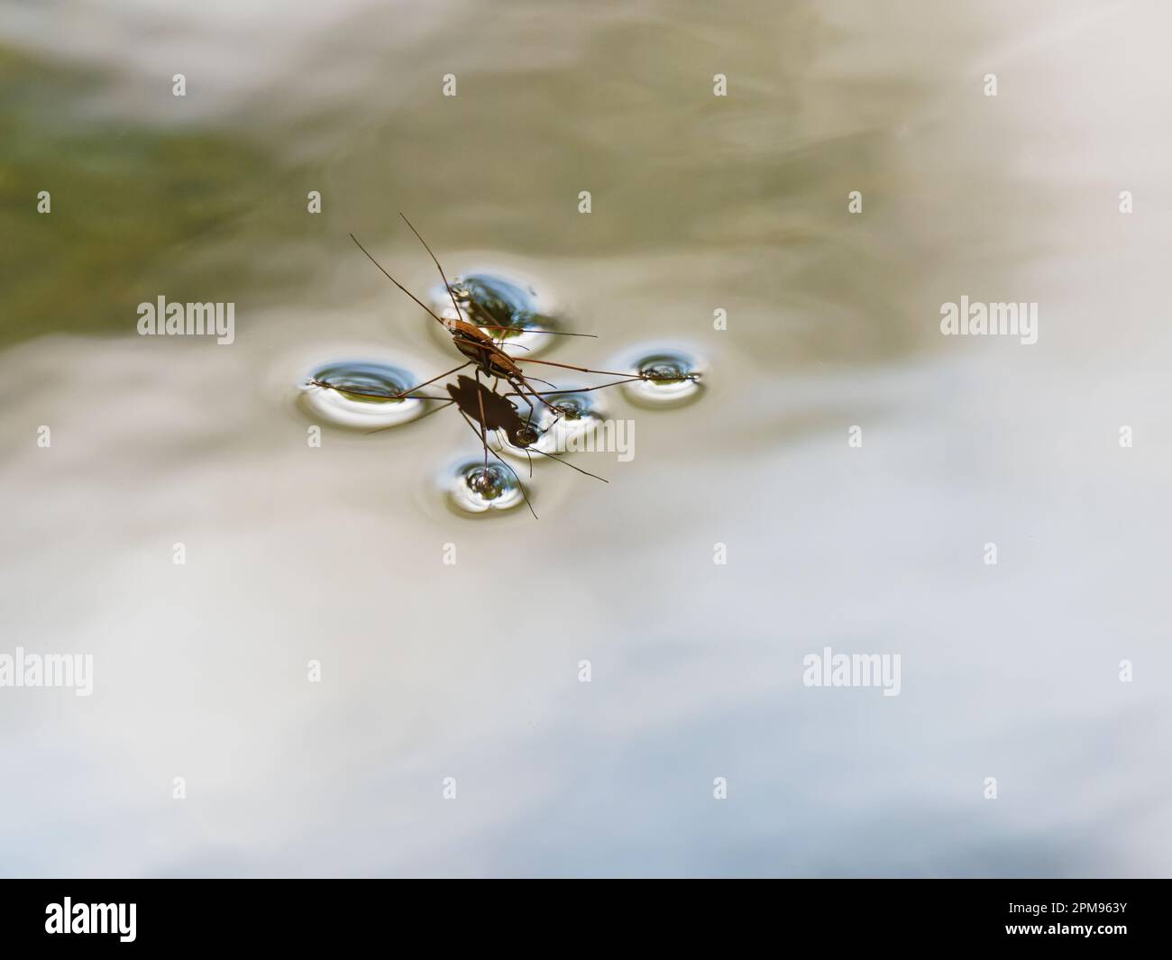 Stagno Skater - accoppiamento Gerris lacustris Bulgaria IN003575 Foto Stock