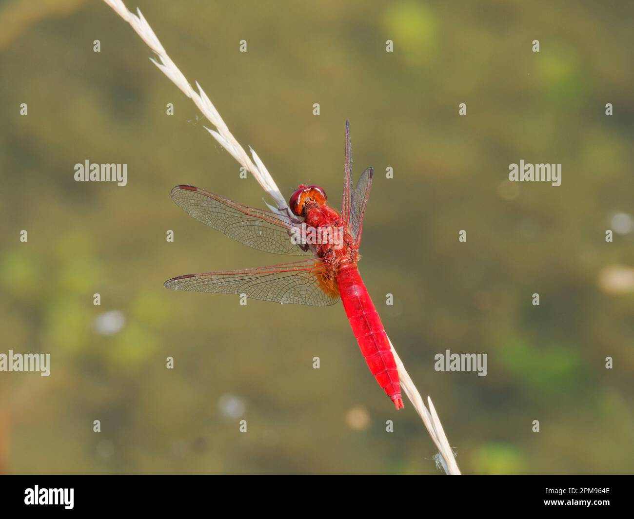 Scarlatto Darter Crocothemis eritraea Bulgaria IN003612 Foto Stock