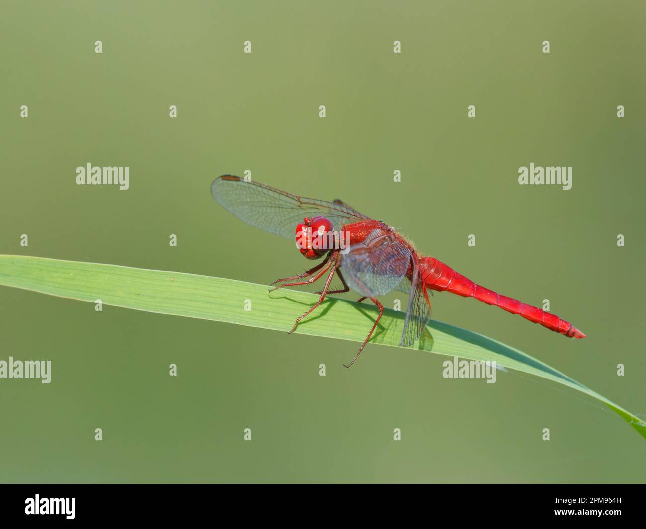 Scarlatto Darter Crocothemis eritraea Bulgaria IN003617 Foto Stock