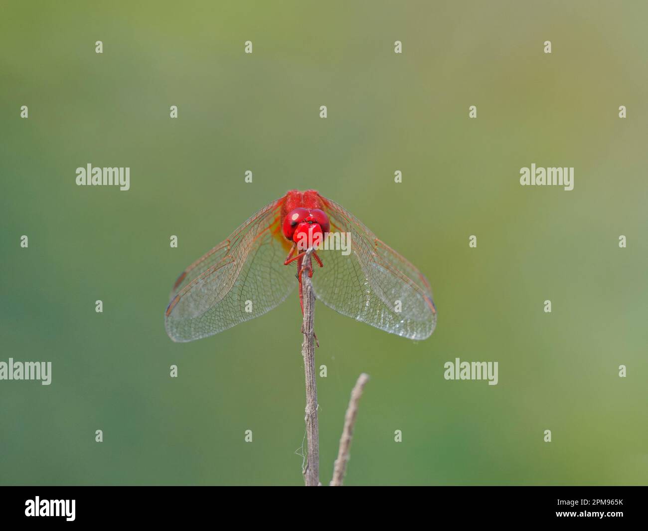 Scarlatto Darter Crocothemis eritraea Bulgaria IN003624 Foto Stock
