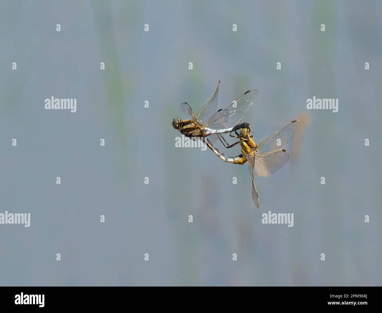 Black Tailed Skimmer - coppia tandem in volo Orthetrum cannellatum Bulgaria IN003721 Foto Stock