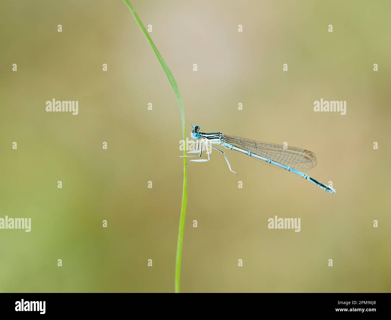 White Legged Damselfly - pennipes Platycnemis IN003956 Foto Stock