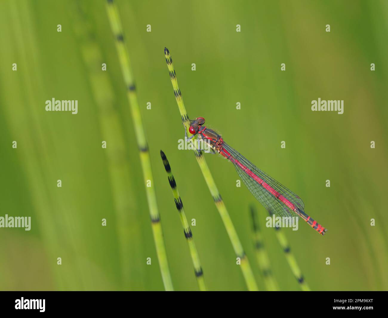 Large Red Dampelfly Pyrrosoma nymphula Abernethy Forest, Scotland, UK IN004035 Foto Stock