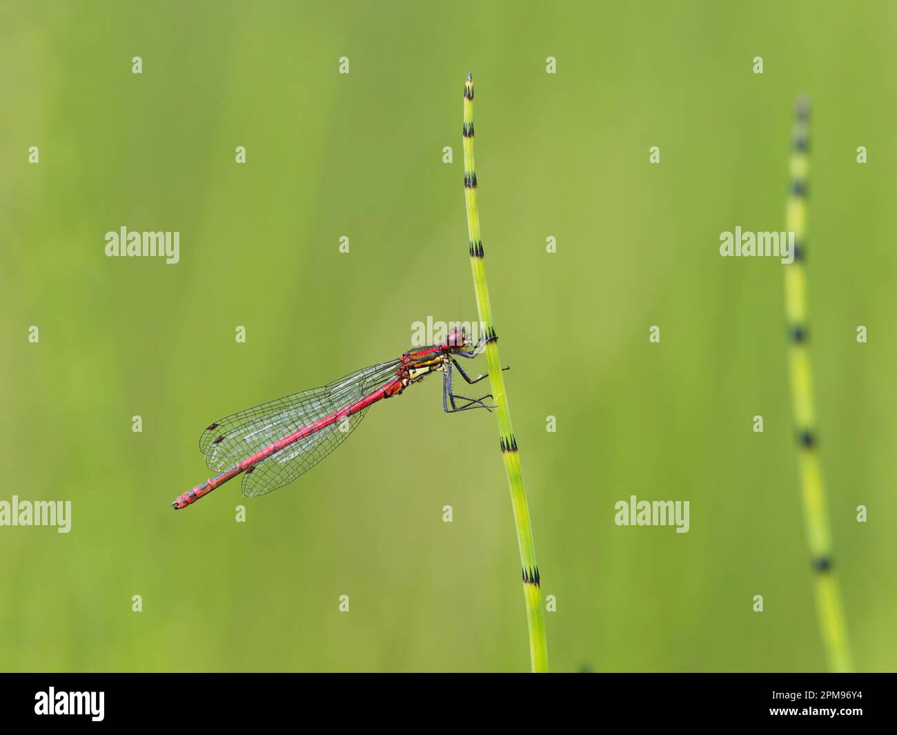 Large Red Dampelfly Pyrrosoma nymphula Abernethy Forest, Scotland, UK IN004041 Foto Stock