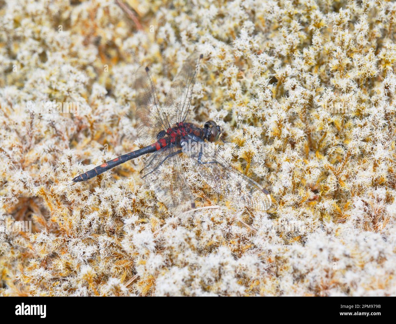 White Faced Darter - on sphagnum muss tumulo Leucorrinia dubia Beinn Eighe, Scotland, UK IN004156 Foto Stock
