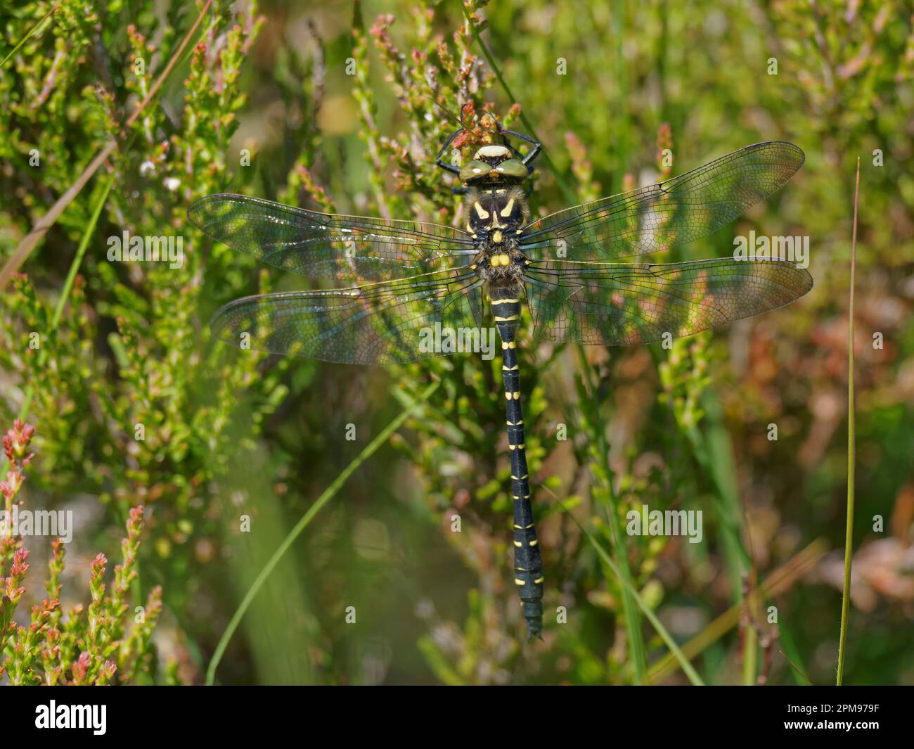Golden ringed Dragonfly Cordulegaster bontonii Beinn Eighe, Scotland, UK IN004161 Foto Stock