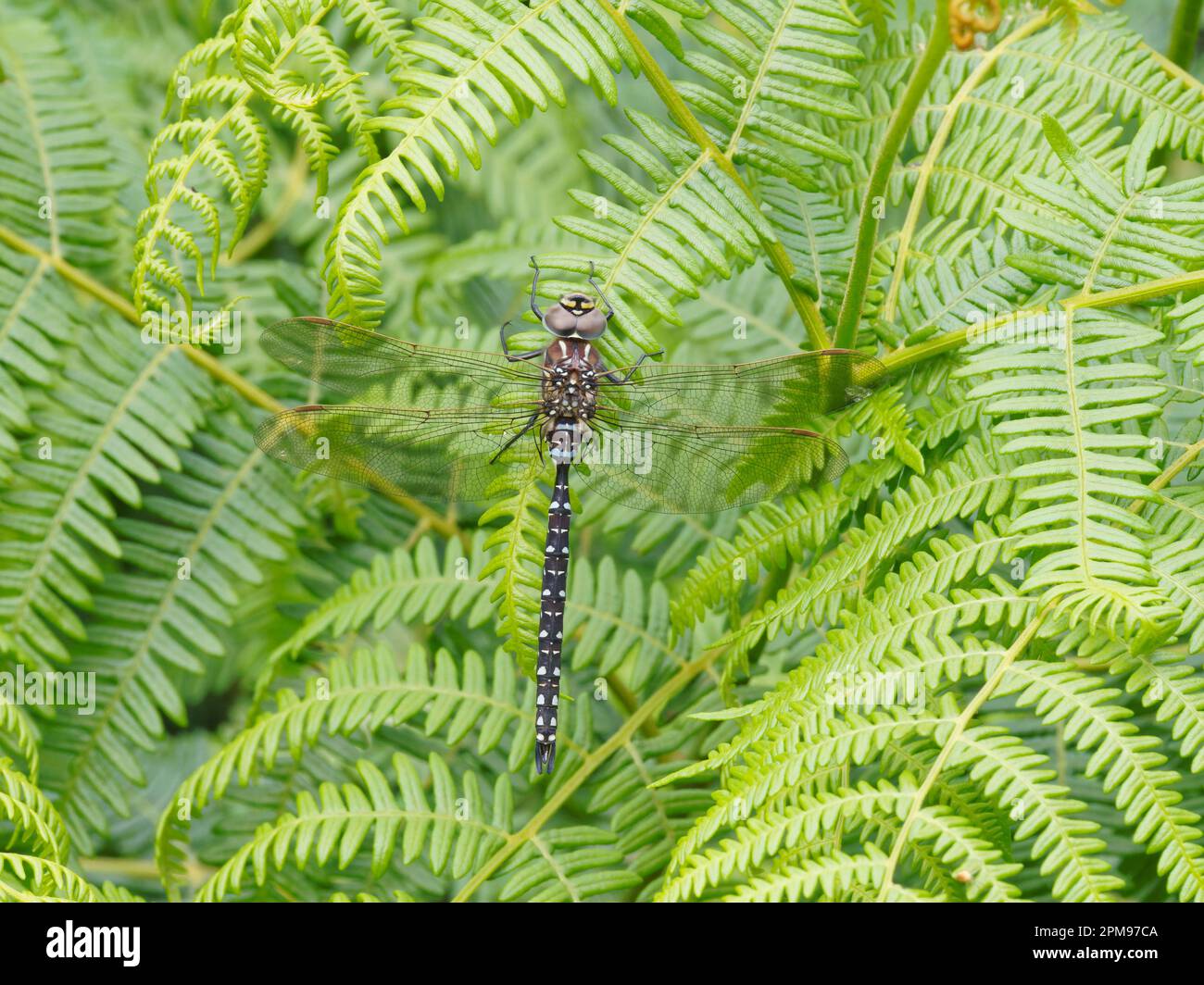 Comune Hawker Dragonfly Aeshna juncea Beinn Eighe, Scozia, Regno Unito IN004181 Foto Stock