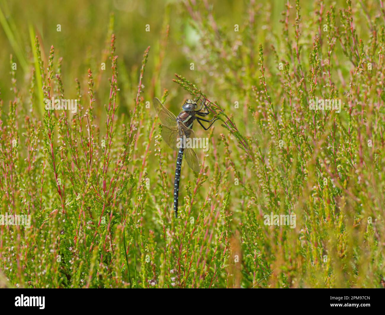 Comune Hawker Dragonfly Aeshna juncea Beinn Eighe, Scozia, Regno Unito IN004182 Foto Stock
