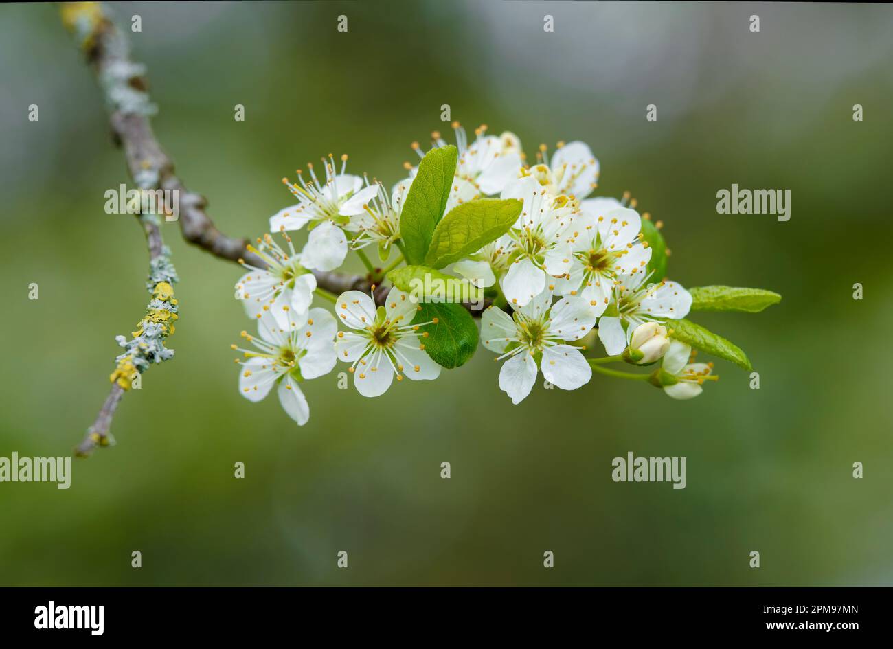 Fiore bianco di un albero di mela su un fondo verde di fuoco morbido Foto Stock