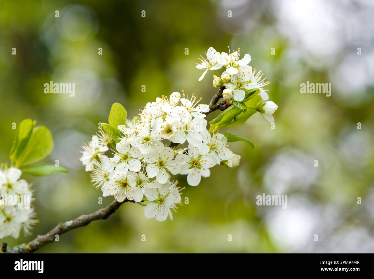 Fiore bianco di un albero di mela su un fondo verde di fuoco morbido Foto Stock