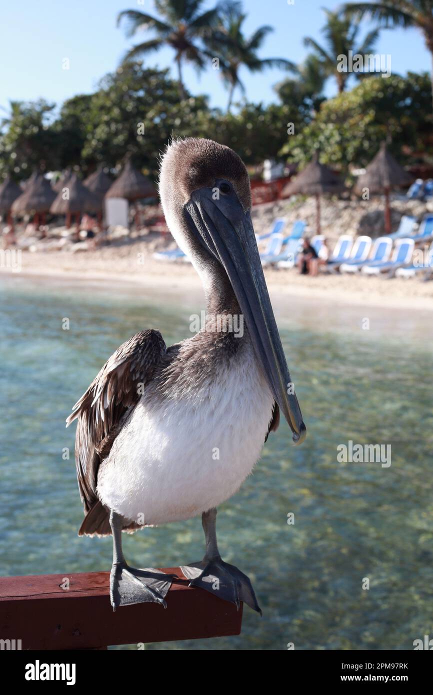 Pellicano marrone (Pelicans Occidentalis) ad Akumal, Yucatan, Messico Foto Stock